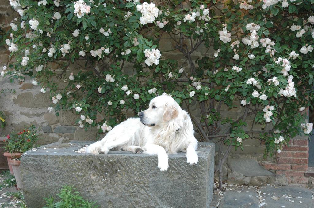 Locanda Casanuova Figline Valdarno Buitenkant foto